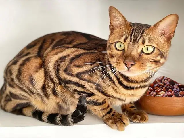 chat du bengal