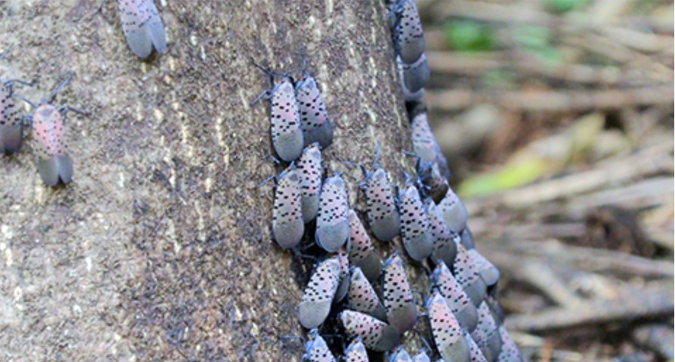 PA Environment Digest Blog Invasive Species Week DCNR Blog Invasive