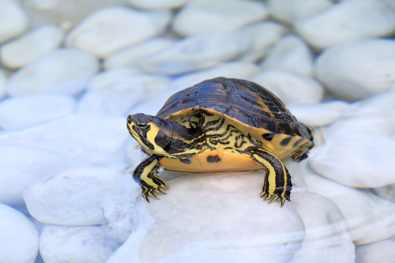 Желтоухая черепаха (trachemys scripta scripta)