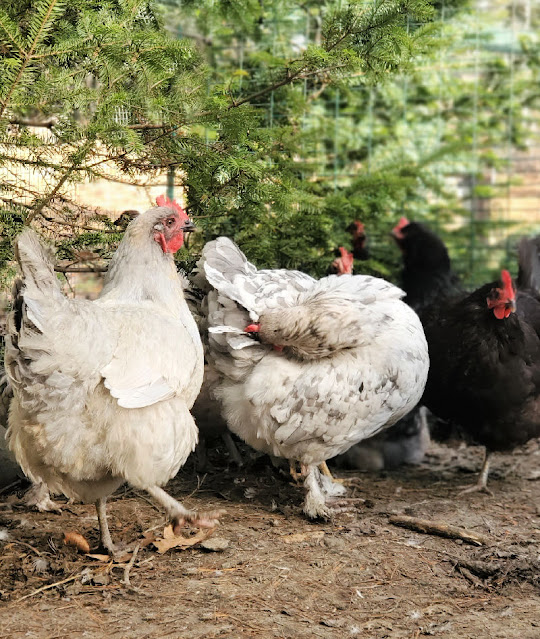 New Girls in the Hen House » Natural Chicken Health