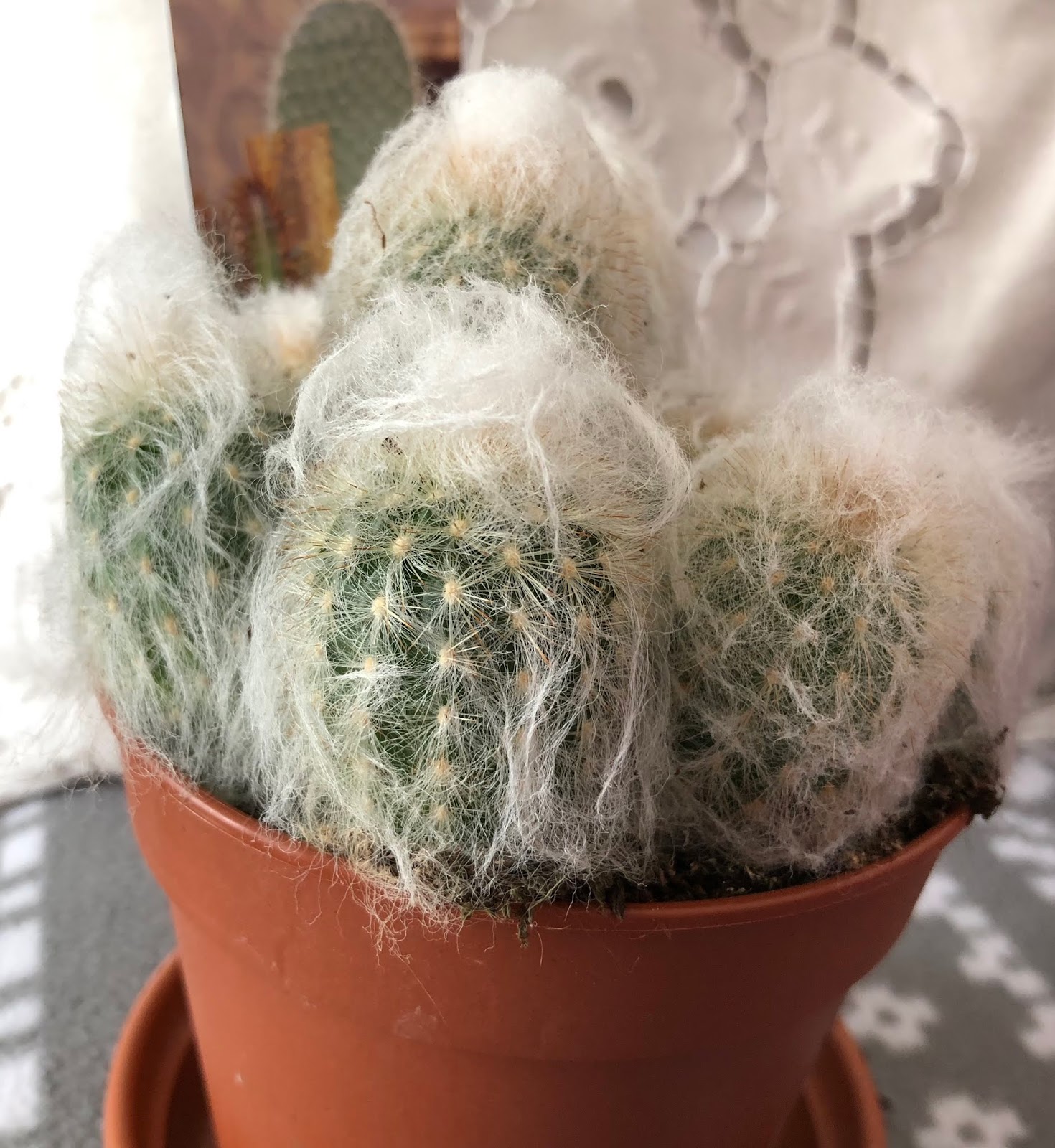 Houseplants and Indoor Succulents Morrisons Cacti