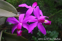 Cattleya violacea