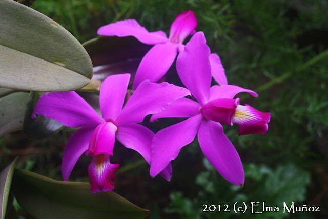 Cattleya violacea