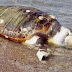 Θεσπρωτία: Εντοπίστηκε νεκρή χελώνα  καρέτα - καρέτα  στην παραλία “ΑΡΙΛΛΑ”