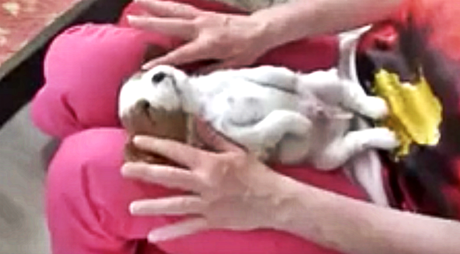 This Cute Puppy Enjoying A Massage Is The Most Adorable Thing We Saw Today