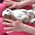 This Cute Puppy Enjoying A Massage Is The Most Adorable Thing We Saw Today