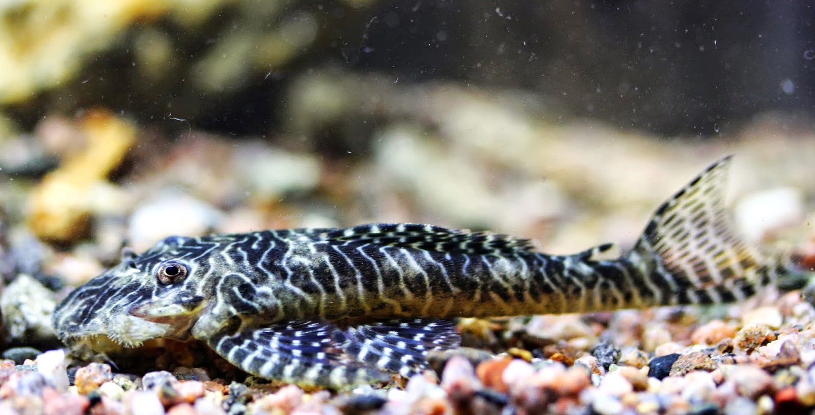 Jenis Ikan SapuSapu Hias Atau Pleco Beserta Harganya Ikanesia.id jpg (1600x815)