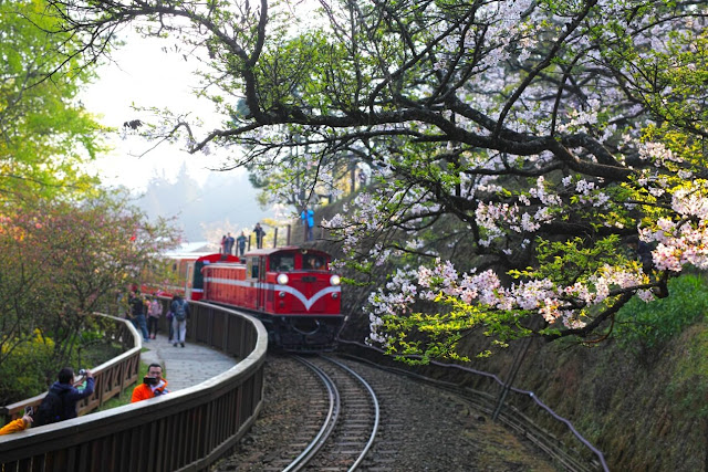 Where to see cherry blossom in Asia