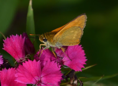 Fauna, Flora, Tiere, Vögel, Fische, Insekten, Blumen, Bäume, Fauna, Flora, Tiere, Vögel, Fische, Insekten, Blumen, Bäume, Berge, Meer, Ozean, Natur, Sonne, Mond, animals, birds, fish, insects, flowers, trees, mountains, sea,
