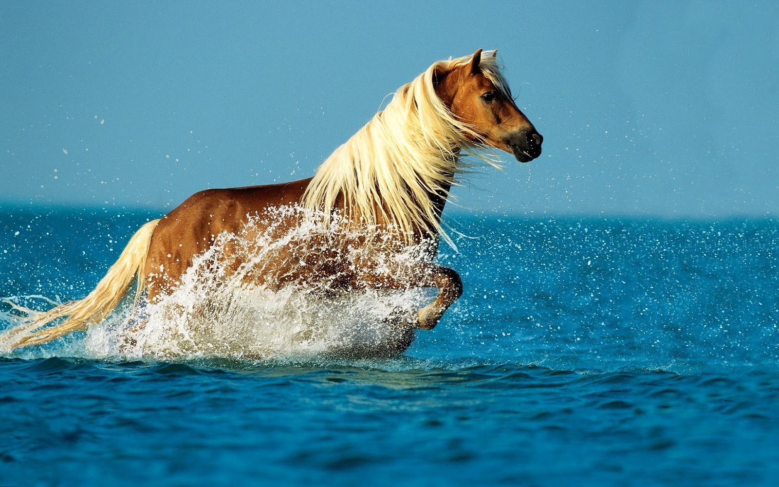 http://1.bp.blogspot.com/-5NdASEjdlz0/UG8_BtD5A9I/AAAAAAAAEGY/w1b_2kwx-ao/s1600/animal-wallpapers-a-horse-running-through-the-sea-hd-horse-wallpaper.jpg
