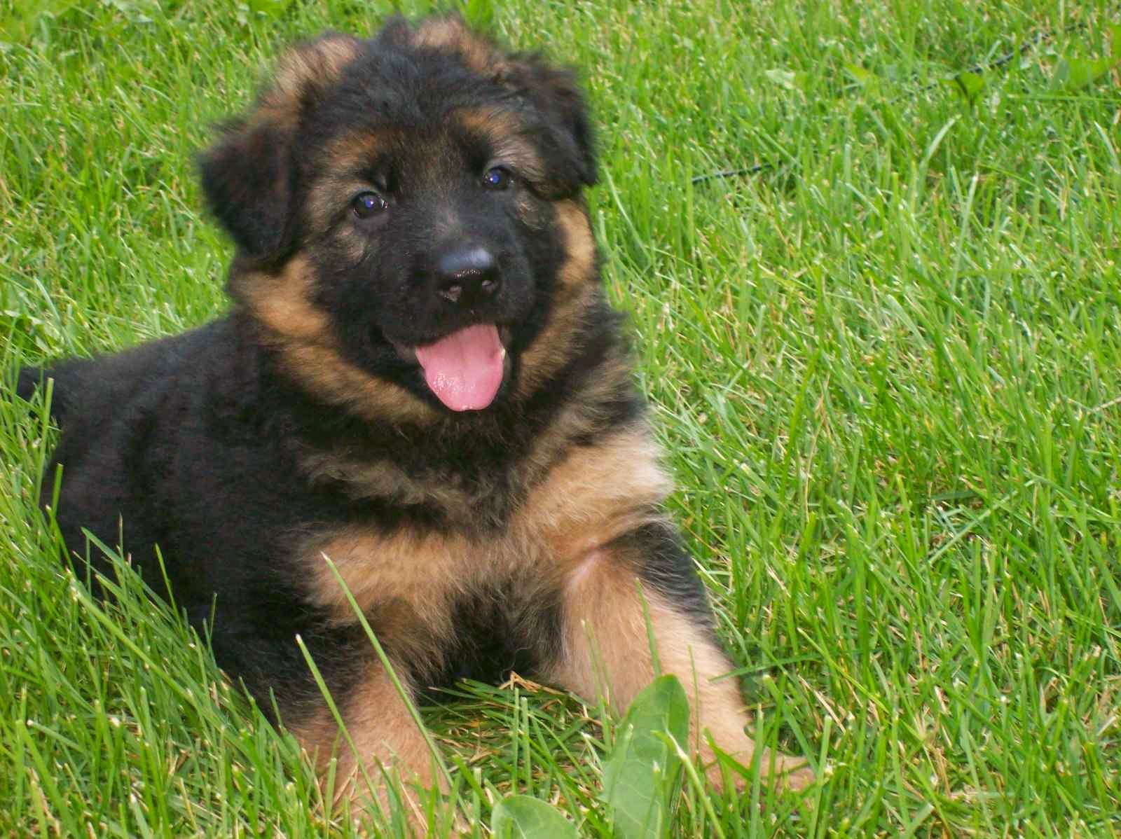 German Shepherd Dogs and Puppies for sale in Wales UK