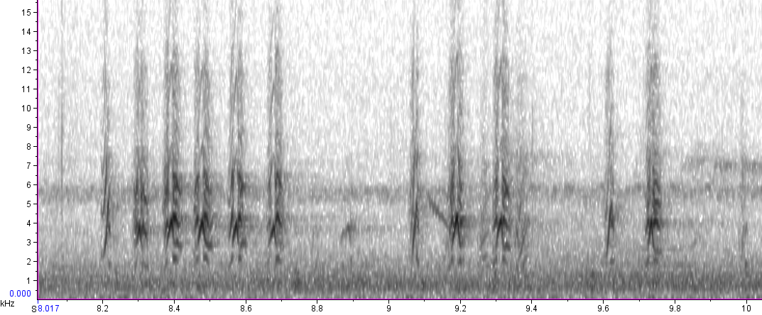 BIRD CALLS and SONGS: Finch calls II : alarm and contact calls