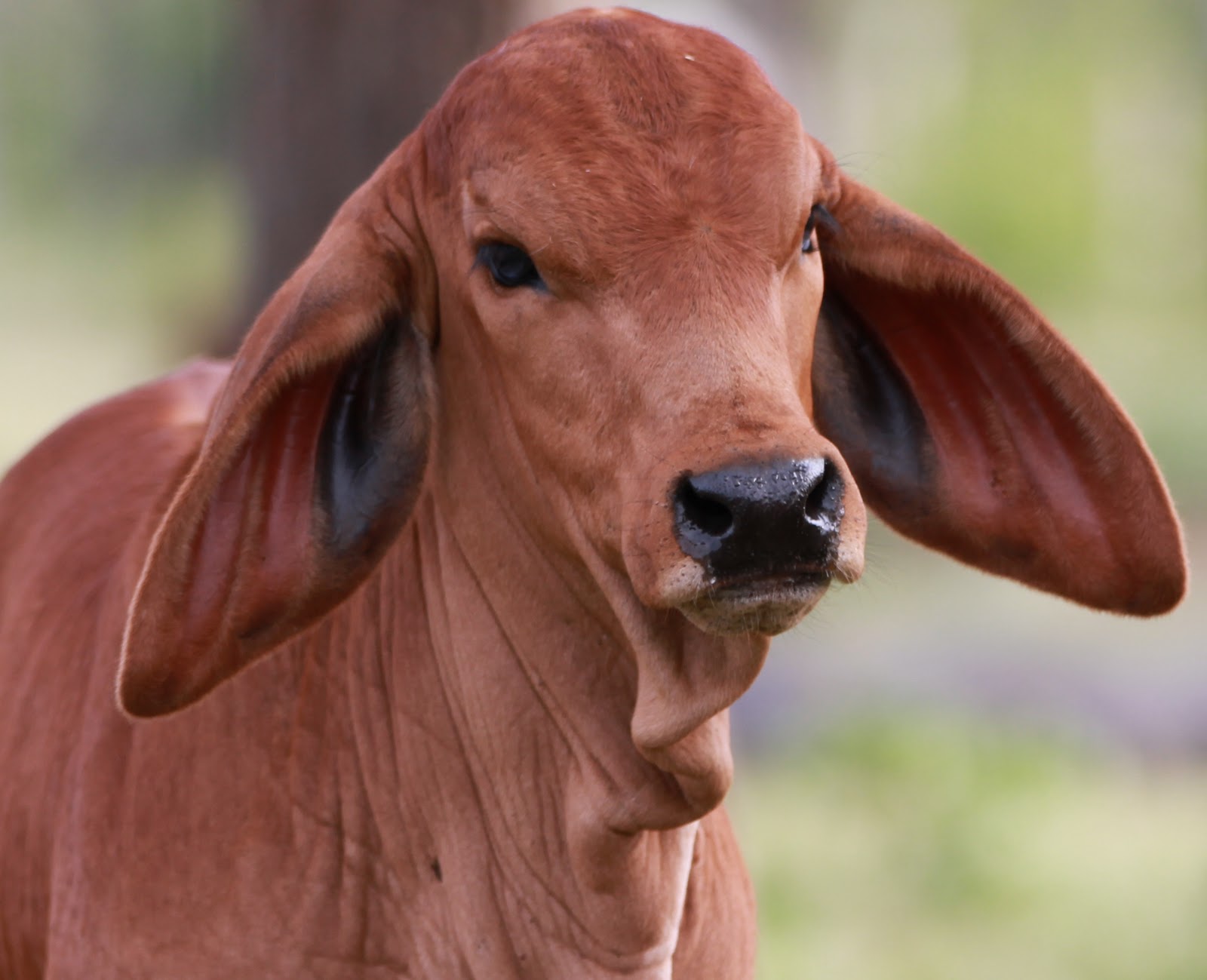 Lindley Park Brahmans