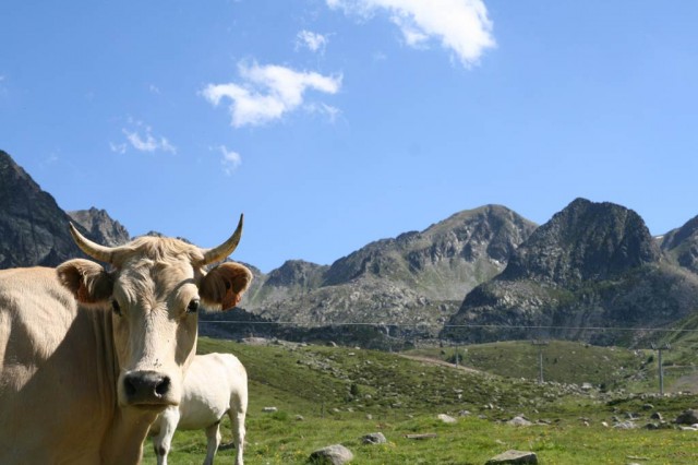 Cool Pictures: Top 30 Funny cow Pictures in worlds