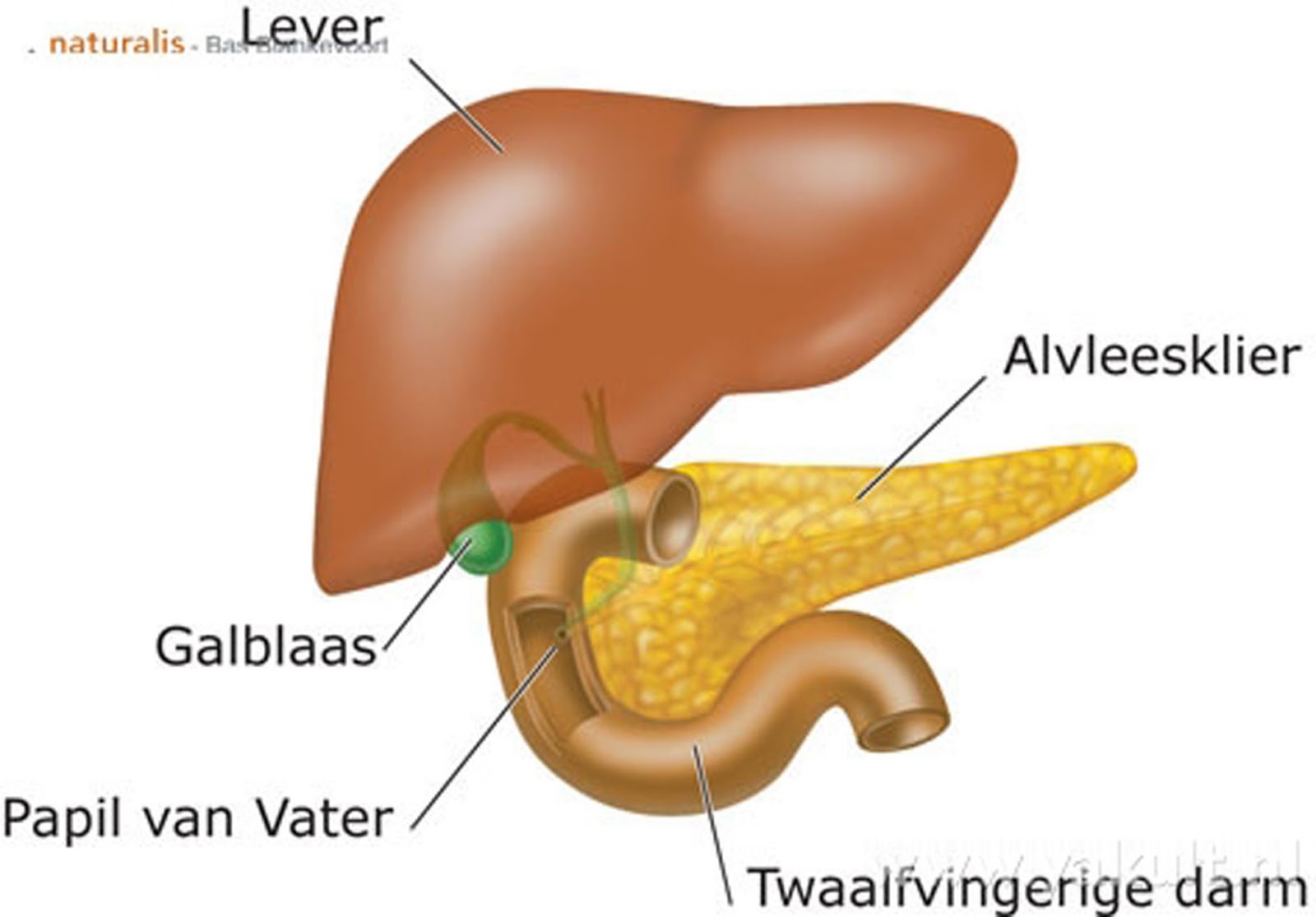 DE ANATOMIE EN PATHOLOGIE VAN DE DARM: DE ANATOMIE VAN DE DARM