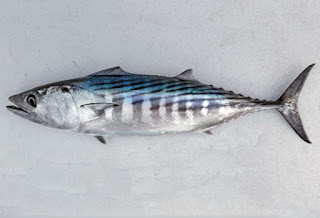 Bonito