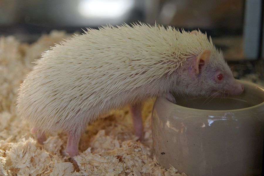 8. Albino hedgehog by Trobken