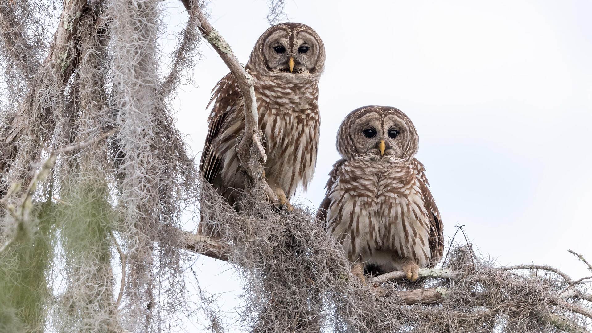 Are Barred owls aggressive? Barred owl habitat & facts