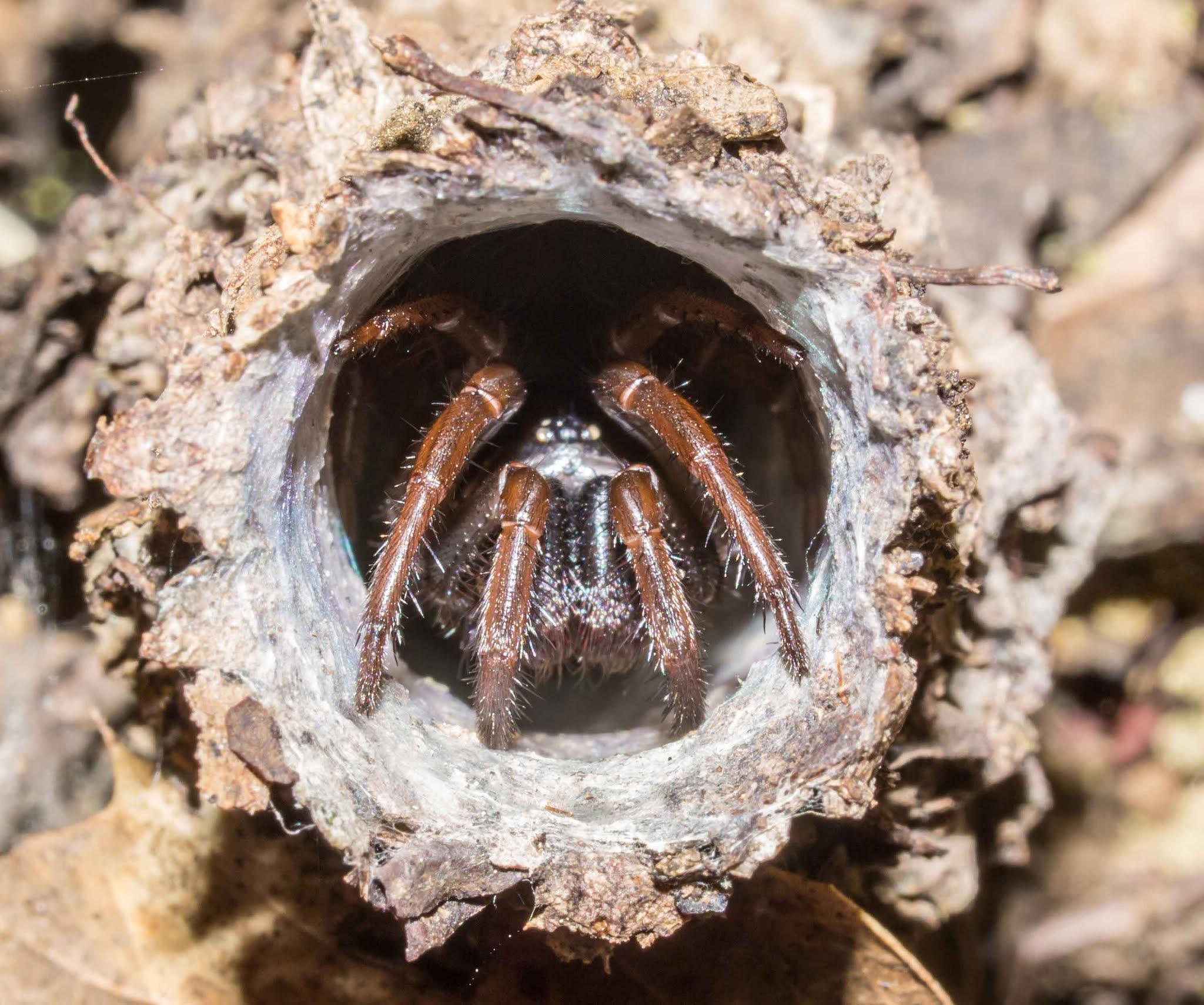 Turret spider & folding trapdoor spider, are these spiders poisonous?