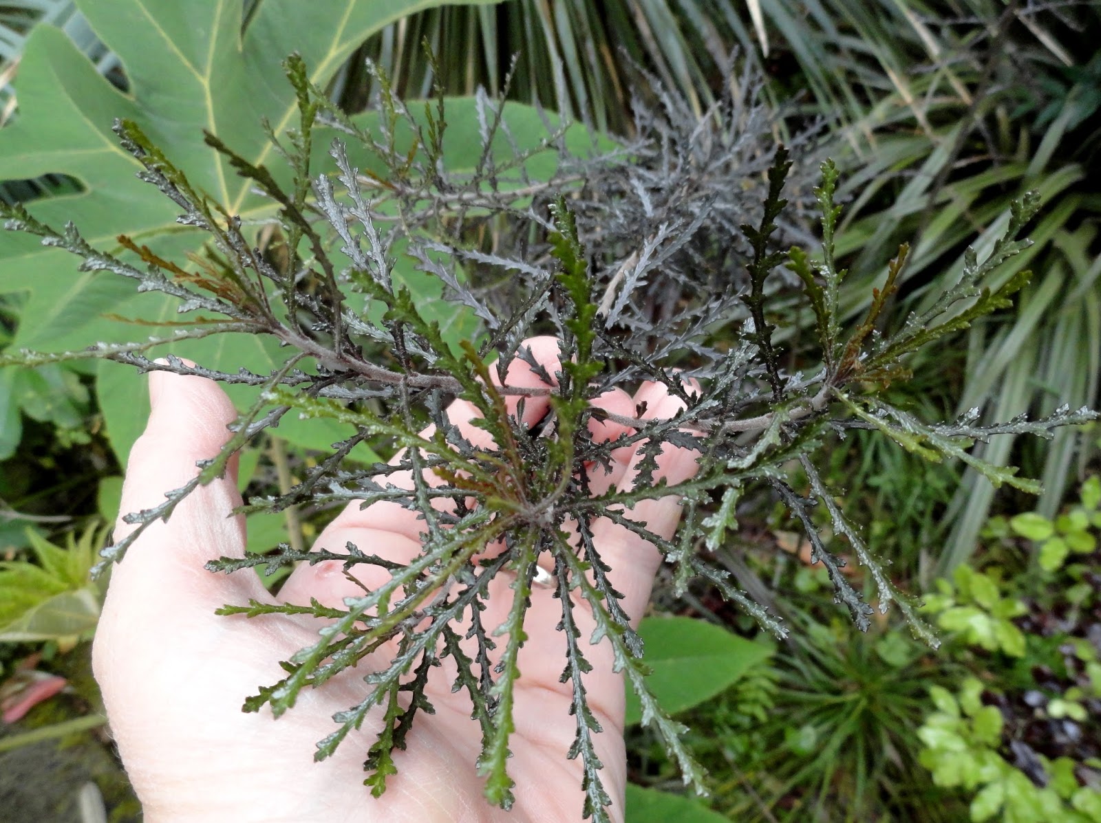 Growth Habits And Progress Of Six Pittosporum Tenuifolium Selections