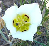Sego Lily with Visiting Bees