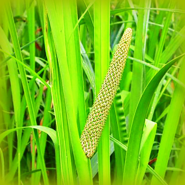 Medicinal Plant Acorus Calamus (Sweet Flag)