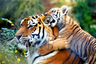 unesco granted Biosphere Reserve status to Panna Tiger Reserve of India