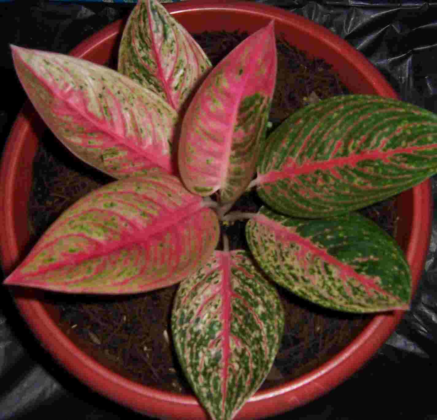 Identify Ornamental Plants Of Aglaonema Life Is Beautiful