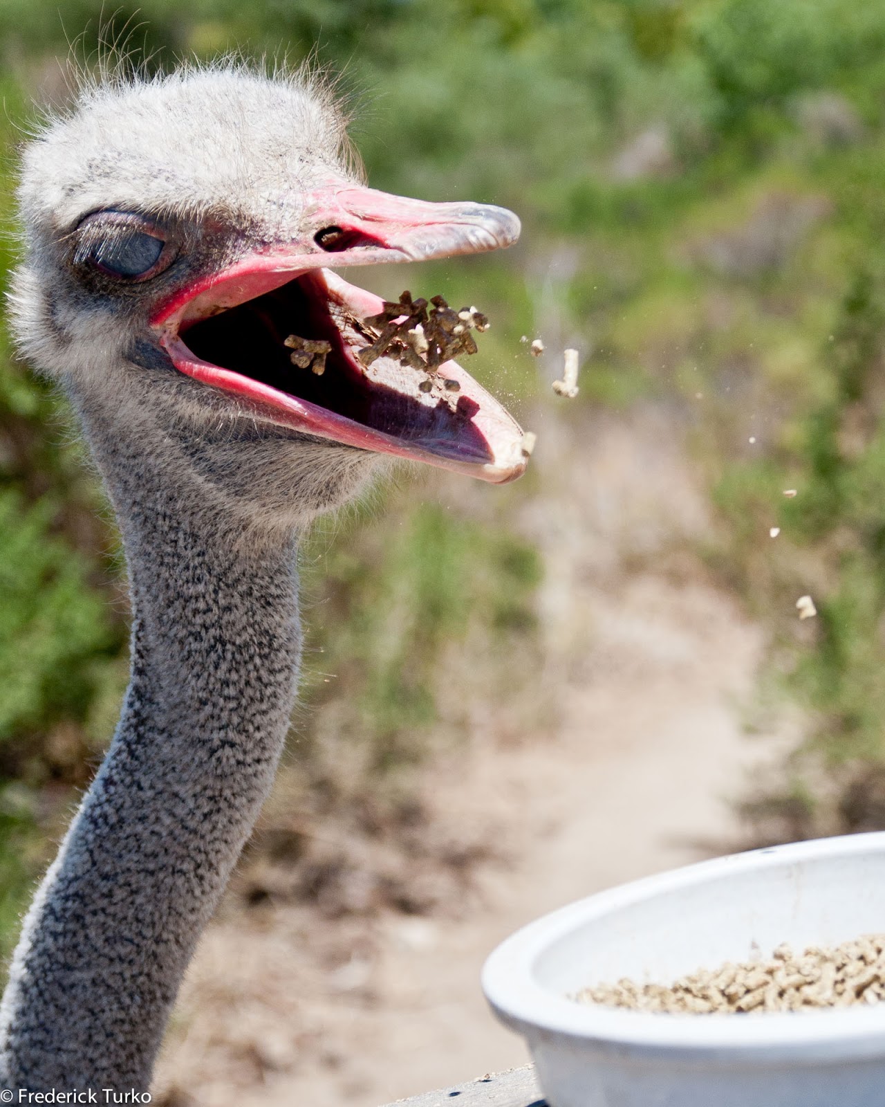 F for Food: I Am the Ostrich, Coo Coo Ca Choo.