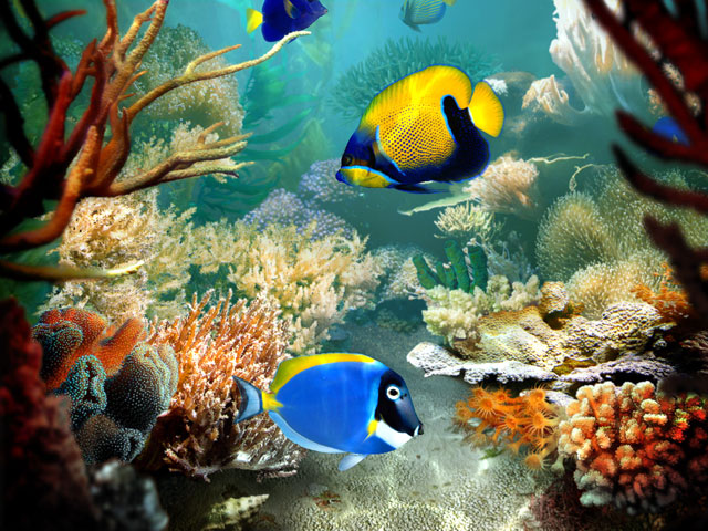 Screenshot Tropical Fish 3D Screensaver 1.3 Build 14 Full Version Screenshot Tropical Fish 3D Screensaver 1.3 Build 14 Full Version