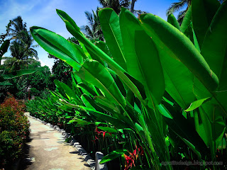Shinning Bird Of Paradise And Syzygium Oleana Plants Along The Road Of The Garden At Tangguwisia Village, North Bali, Indonesia