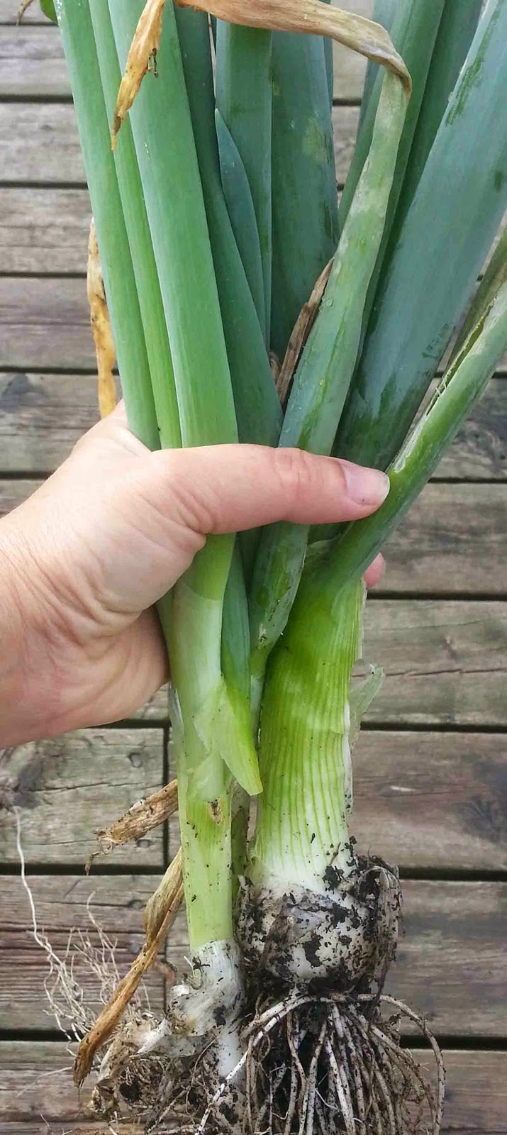 The Gardening Me Starting Onions