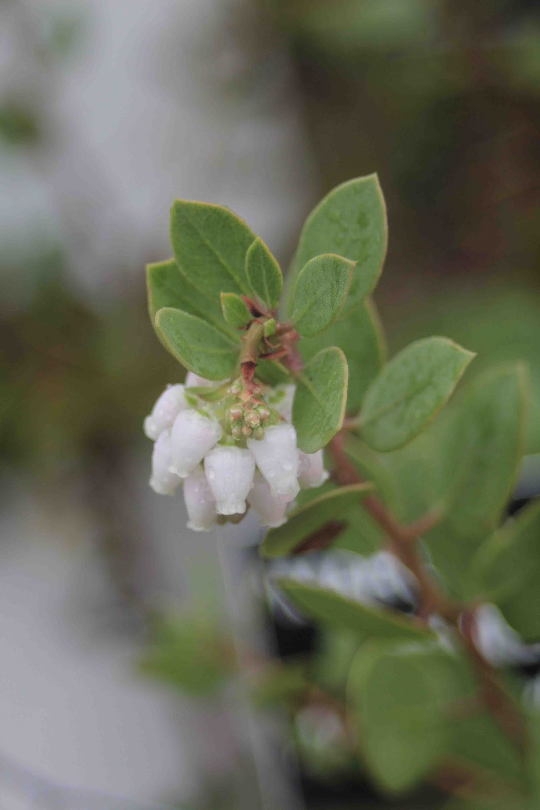Camissonia S Corner The Manzanita Bloomfest Continues But We