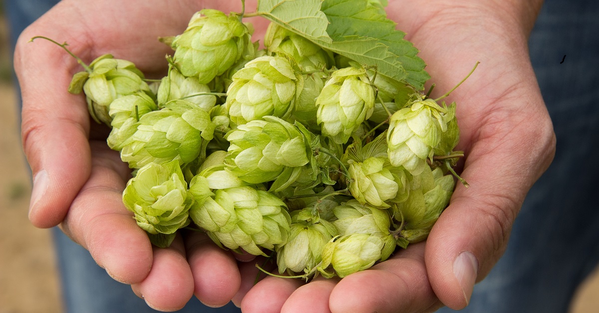 health benefits of hops health benefits