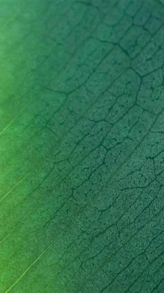 Green Leaf Texture  Galaxy Note HD Wallpaper Green Leaf Texture  Galaxy Note HD Wallpaper