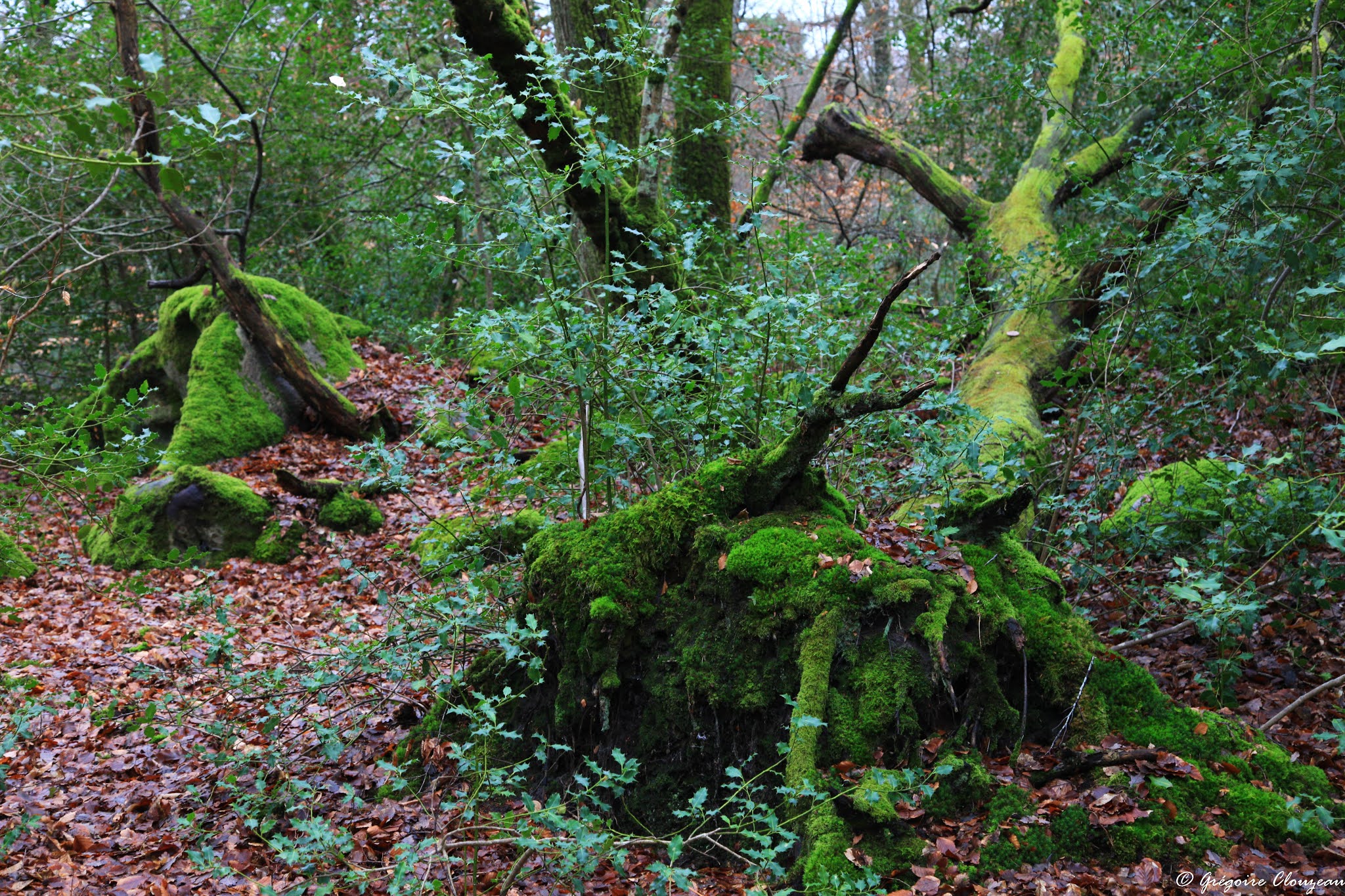 [BLEAU] Les chroniques de Bleau par Pascal Villebeuf, Episode 1, Jean
