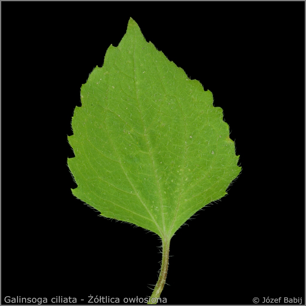 Galinsoga ciliata   leaf from the top - Żółtlica owłosiona  liść z wierzchu  