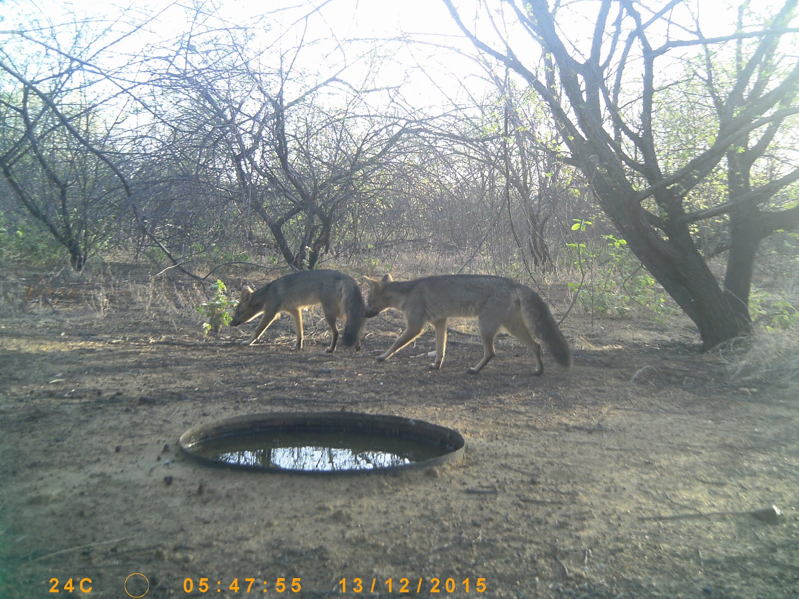 A raposa na caatinga