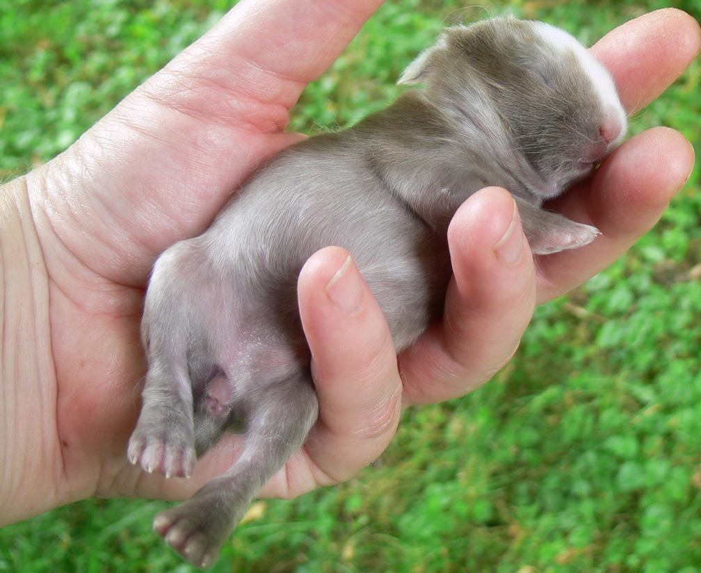 what does a wild baby rabbit look like what does a wild baby rabbit look like