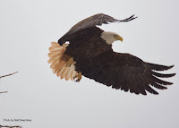 Bald eagle in flight – Apr. 2, 2017 – North Rustico, PEI – by Matt Beardsley