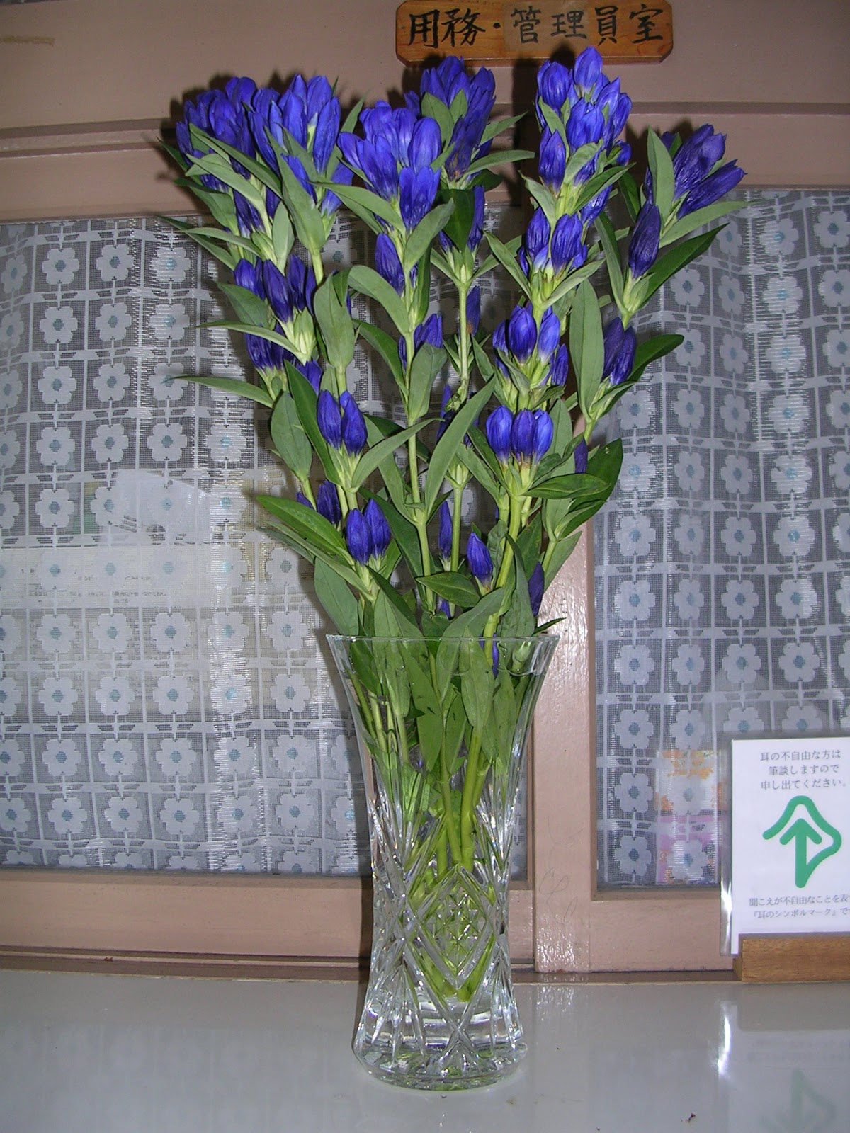 国分寺三小ニュース リンドウいただきました ９月８日