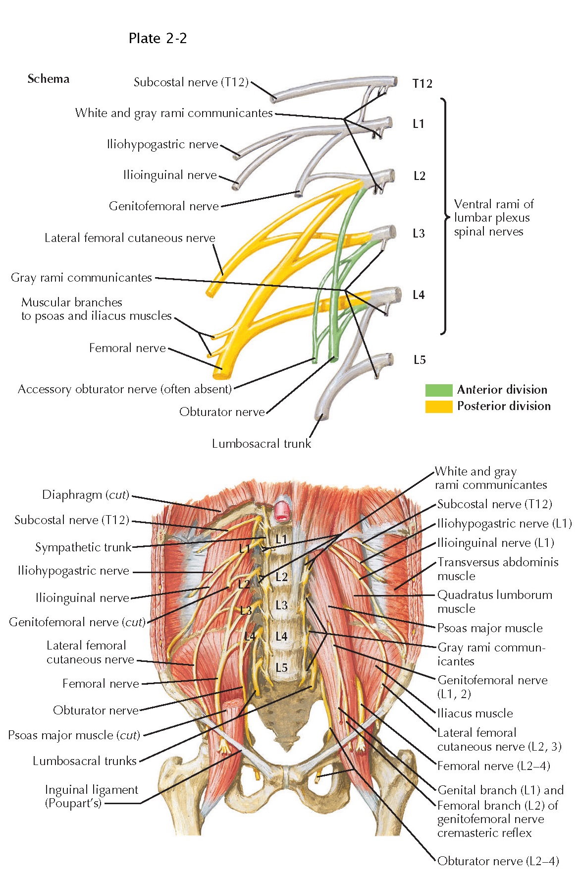 Lumbosacral Anatomy