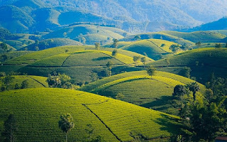 scientist name of tea