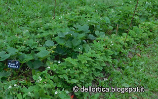 orto  rose erbe officinali aromatiche spontanee nella fattoria didattica dell ortica a Savigno Valsamoggia Bologna vicino Zocca nell Appennino