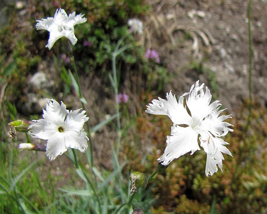 Goździk wczesny (Dianthus praecox).