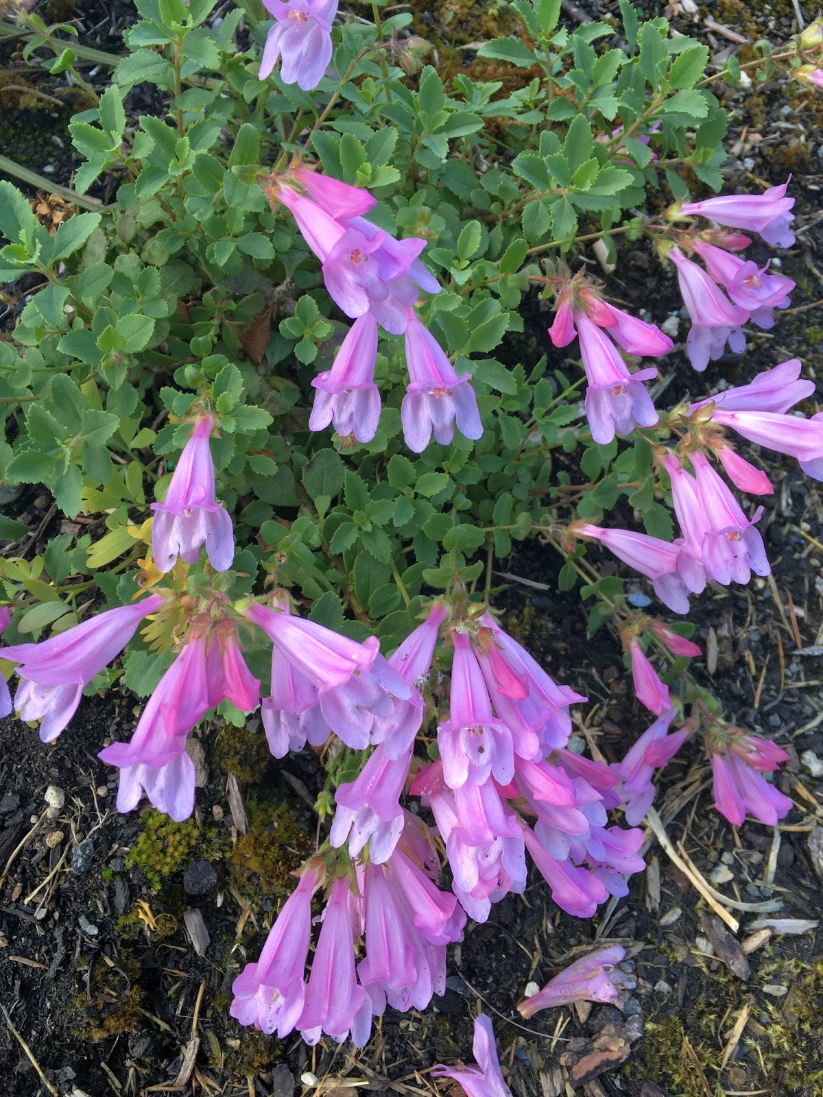 Linda Cochran's Garden: Native Plants