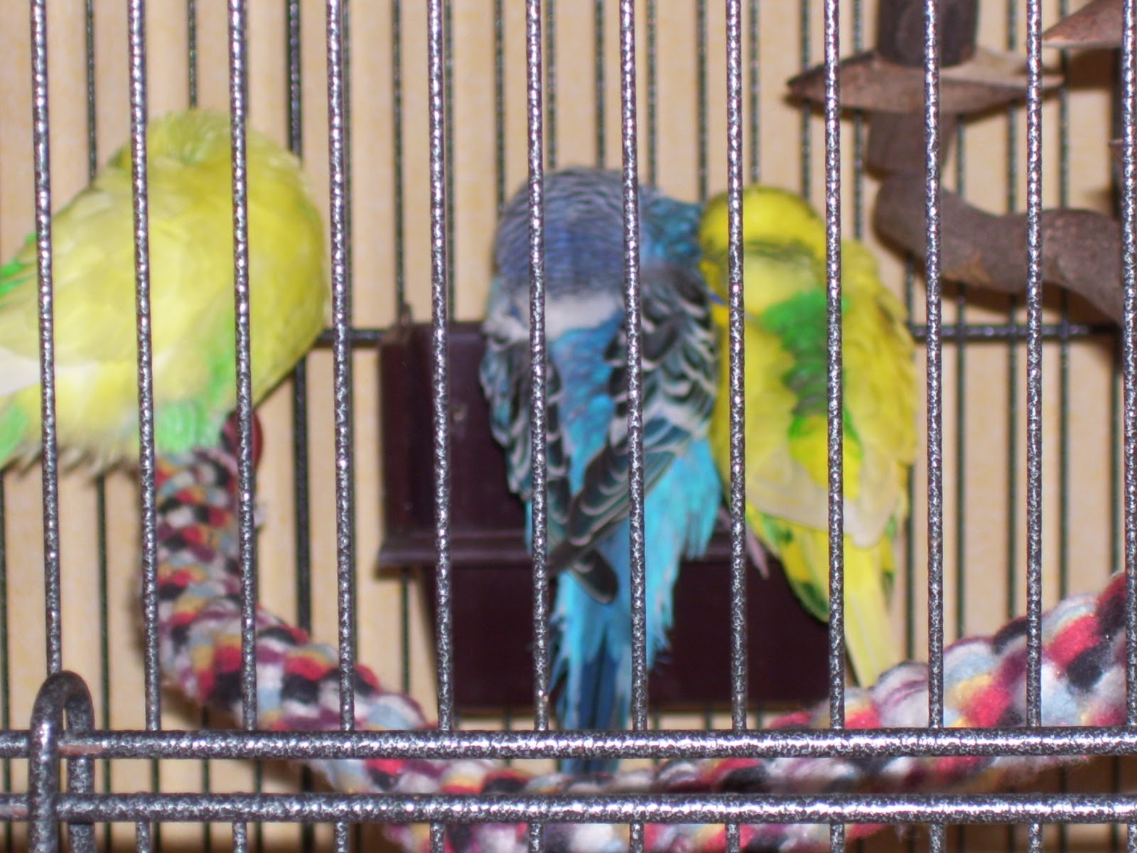 Mein kleiner verrückter, aber liebenswerter Haustierzoo