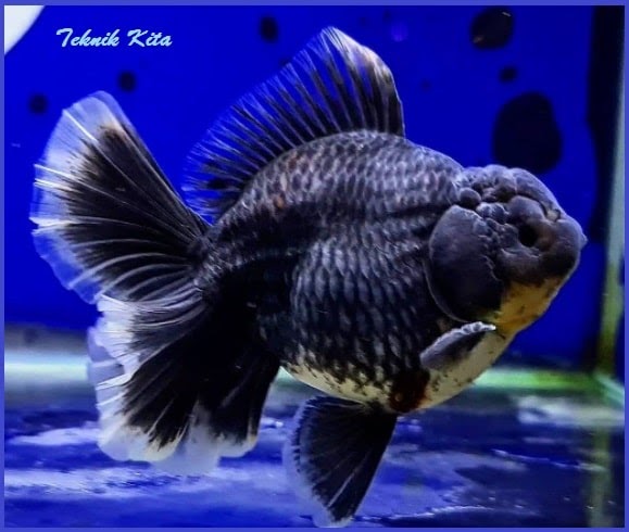 7 Cara Merawat Ikan Koki Di Aquarium Agar Tidak Mati