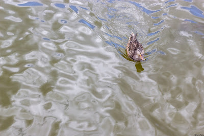 A duck creates ripples in Big Bear Lake, California. © Evan's Studio