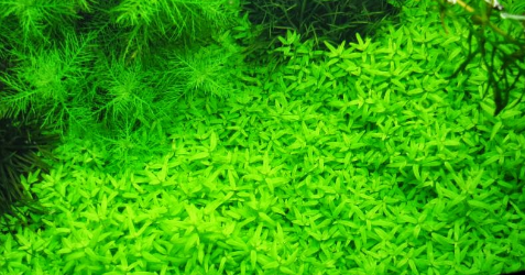 Tanaman Karpet Mudah Untuk Pemula Montecarlo Perikanan